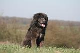 DOGUE DU TIBET 562